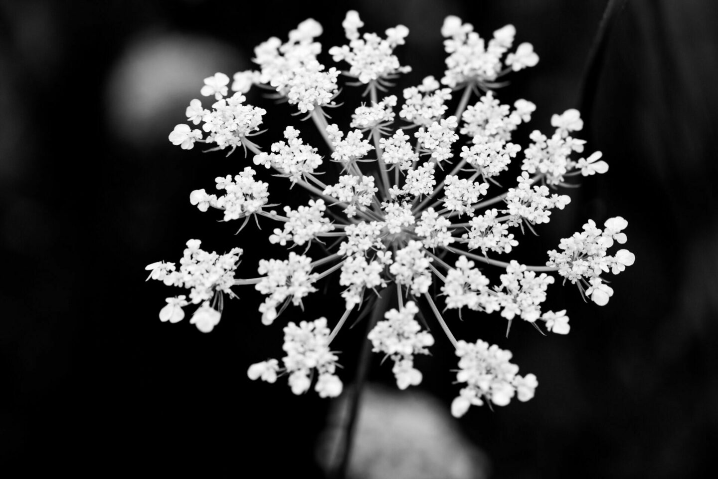 MONOCHROME BLOSSOMS: MACRO PERSPECTIVES