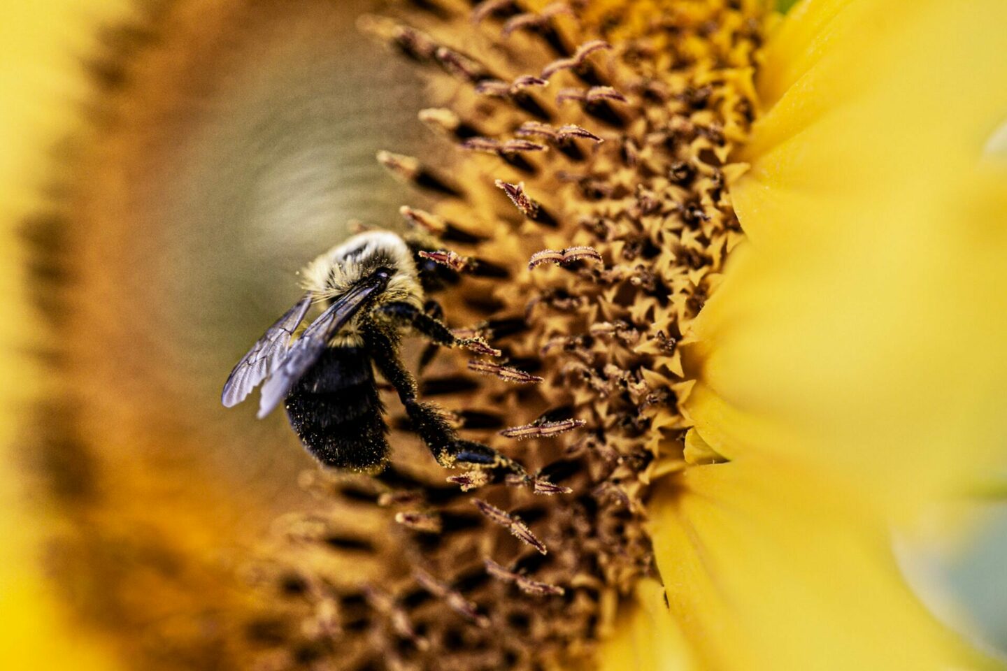 GOLDEN PETALS - SUNFLOWERS
