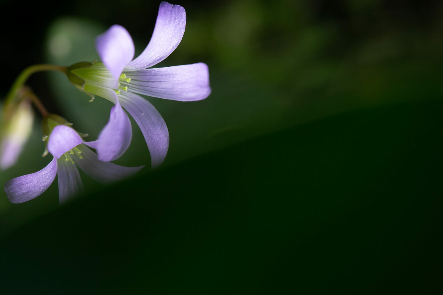 Nature's Colorful Whisper 