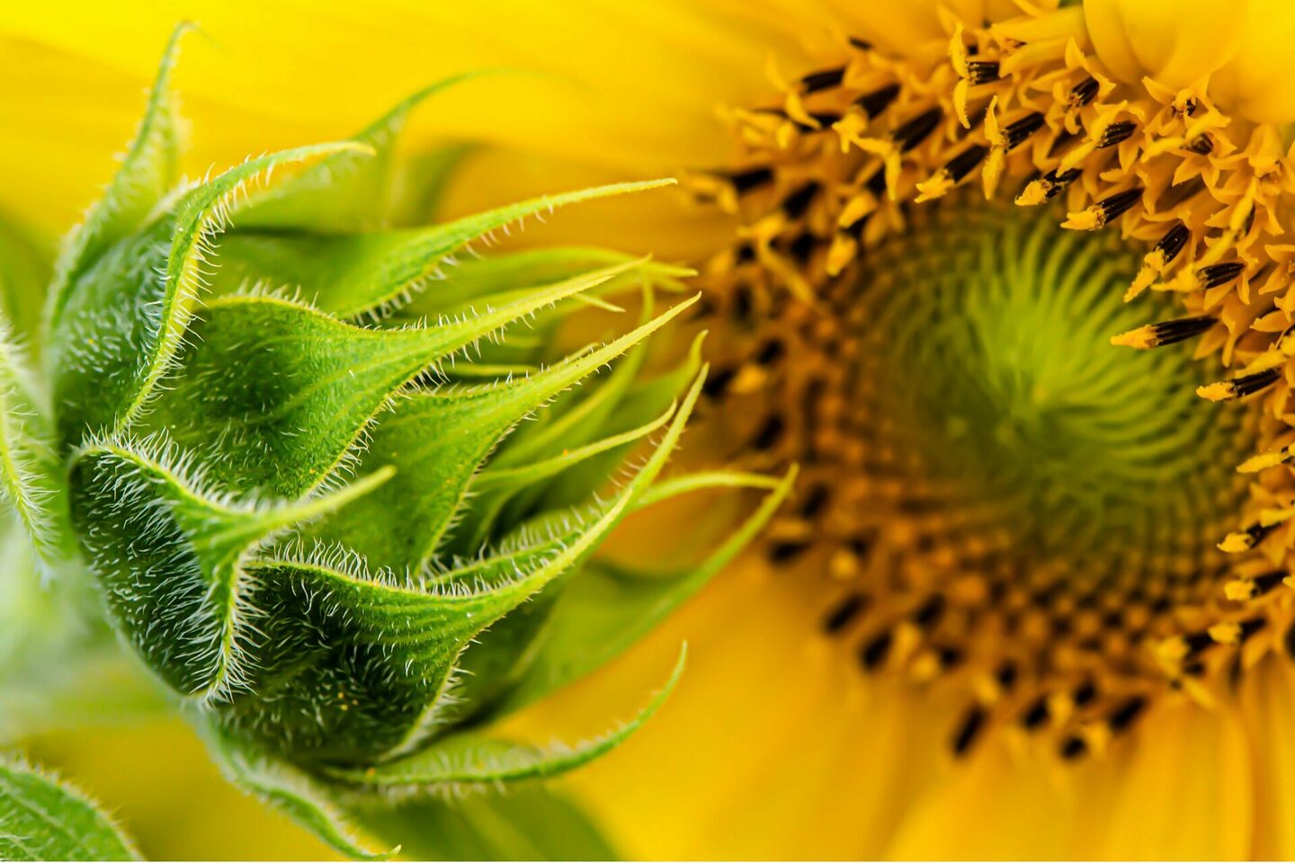 Golden Petals - SUNFLOWERS