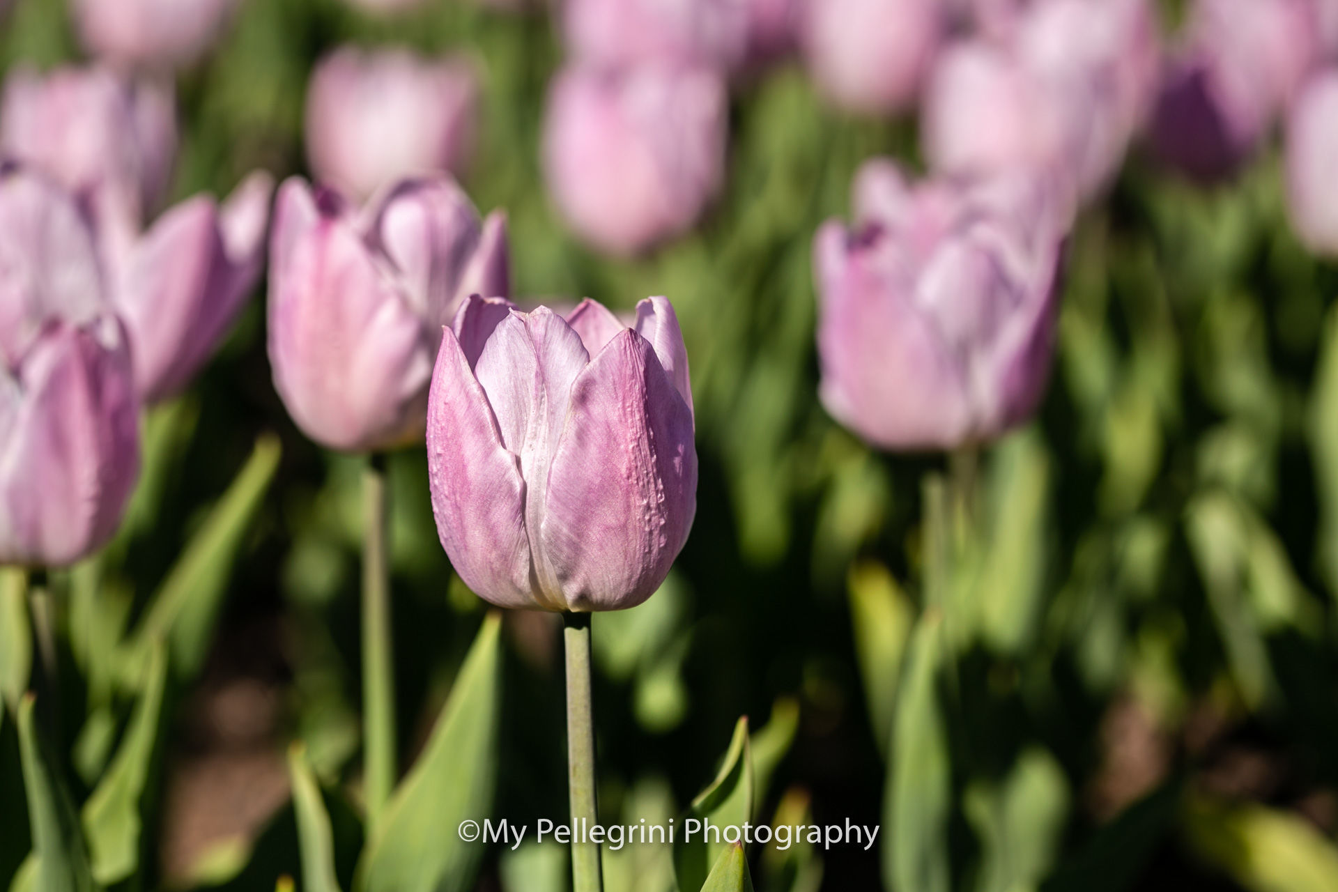 Foto blog  - Imagem 0