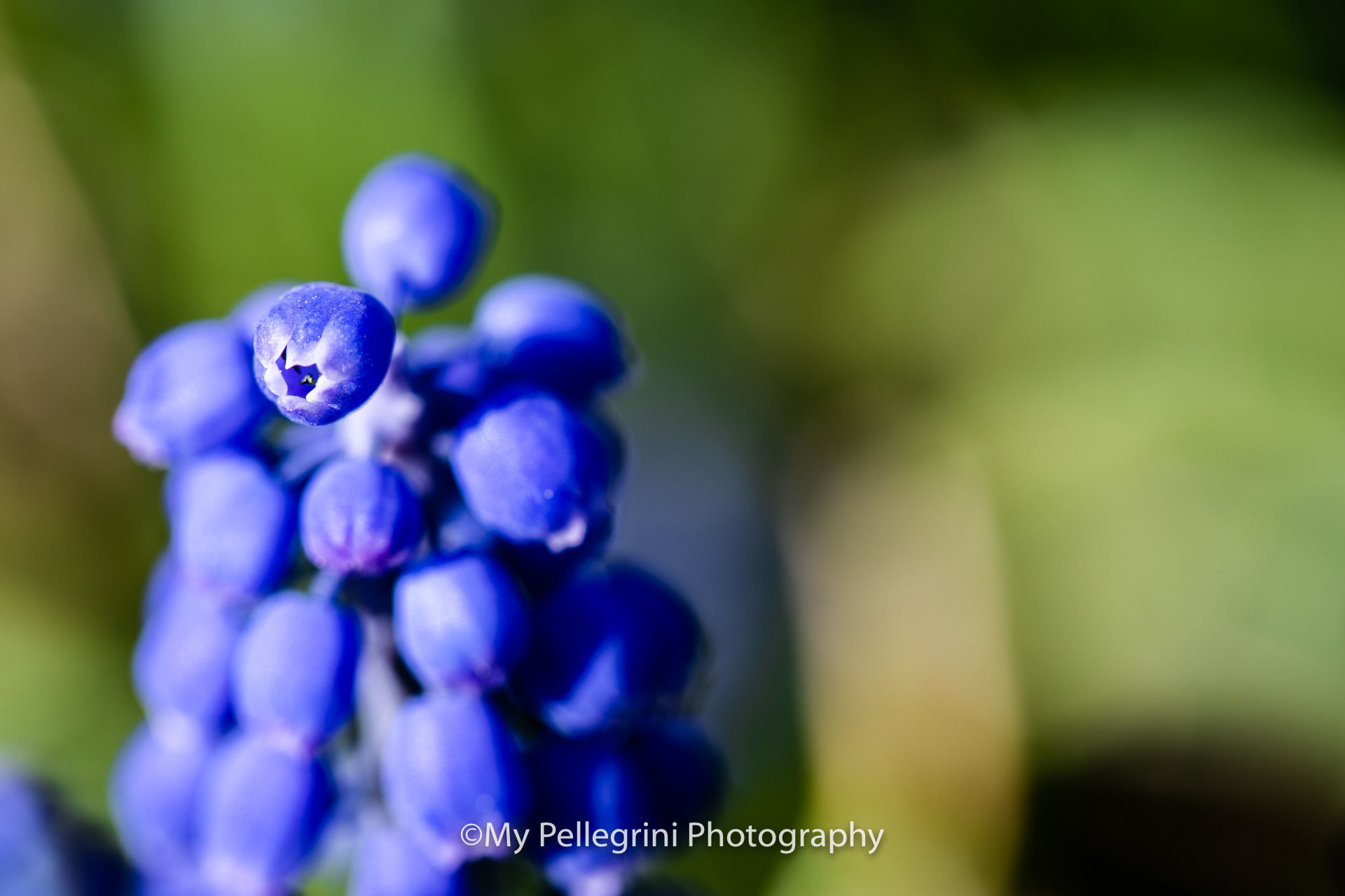 Foto Canadian Tulip Festival - Festival canadien des tulipes - Imagem 1