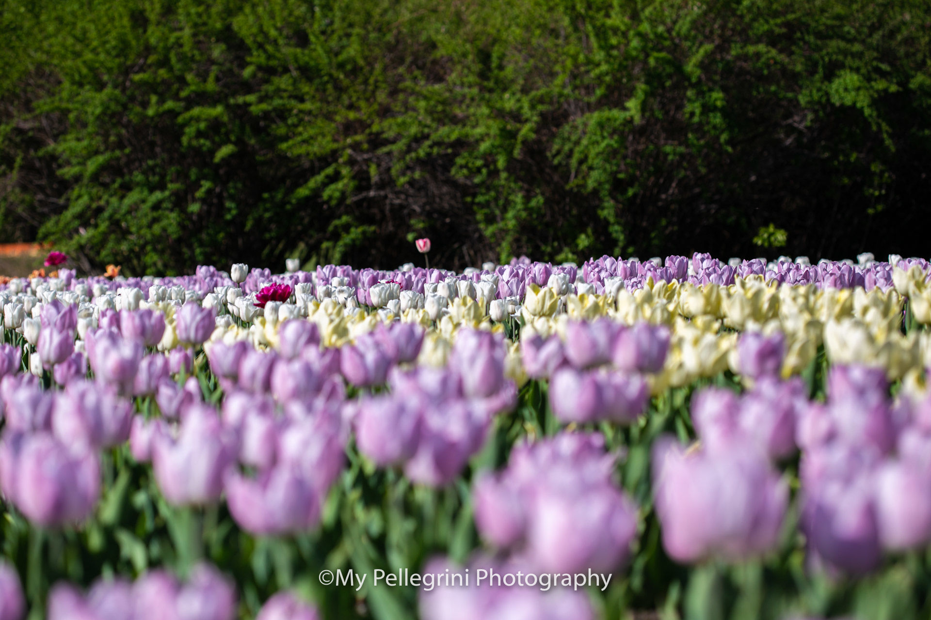 Foto Canadian Tulip Festival - Festival canadien des tulipes - Imagem 2
