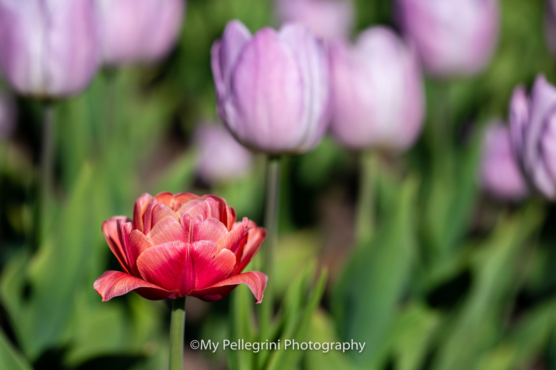 Foto Canadian Tulip Festival - Festival canadien des tulipes - Imagem 3