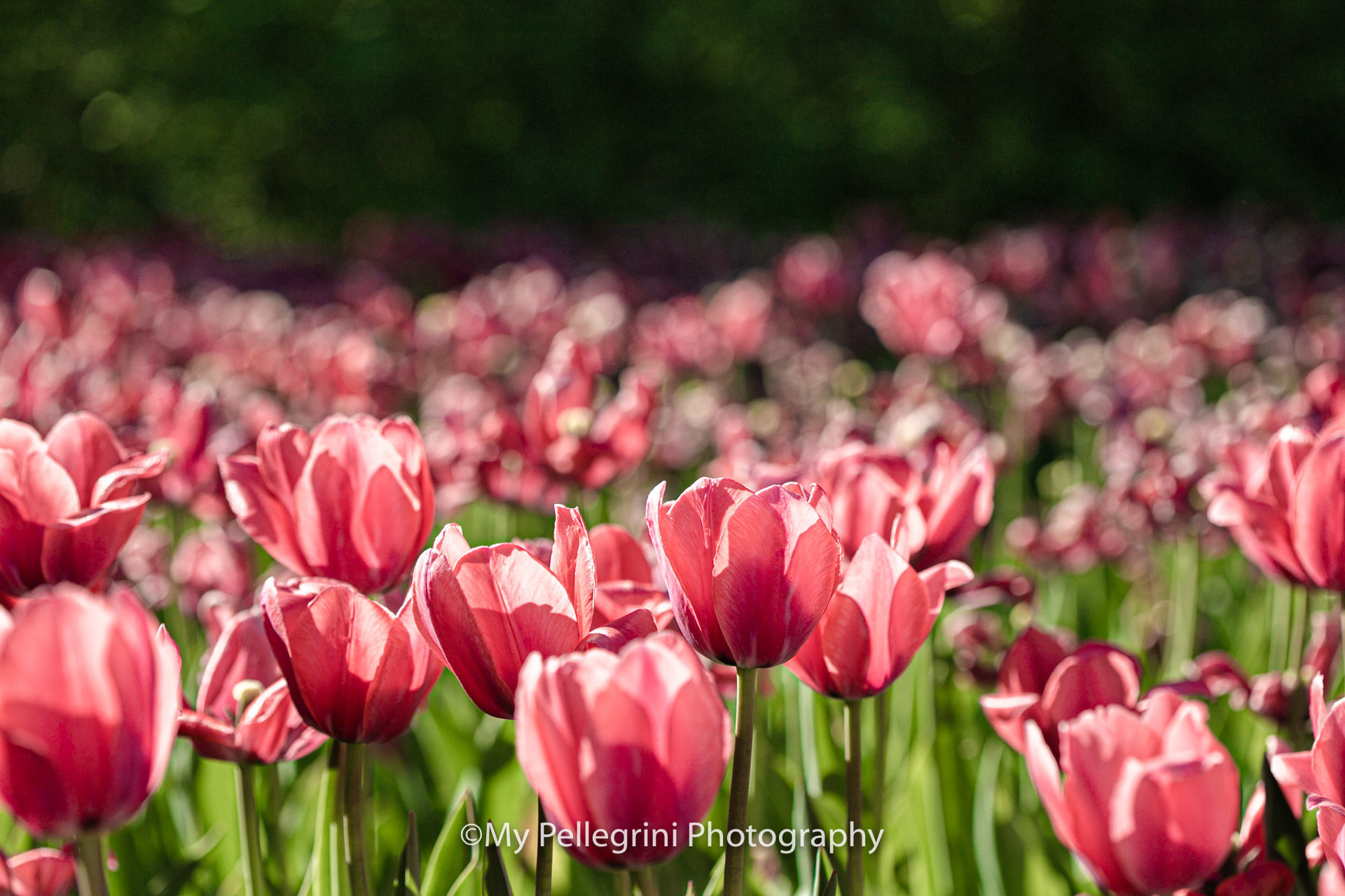 Foto Canadian Tulip Festival - Festival canadien des tulipes - Imagem 7