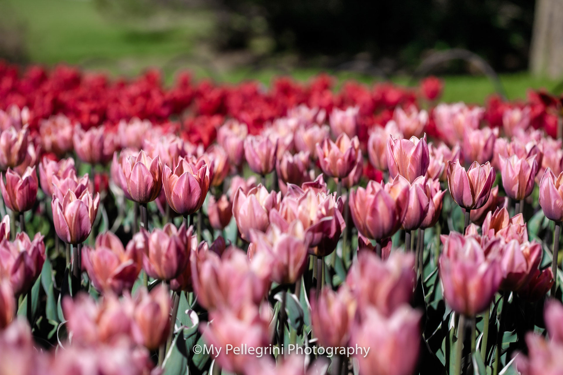 Foto Canadian Tulip Festival - Festival canadien des tulipes - Imagem 5