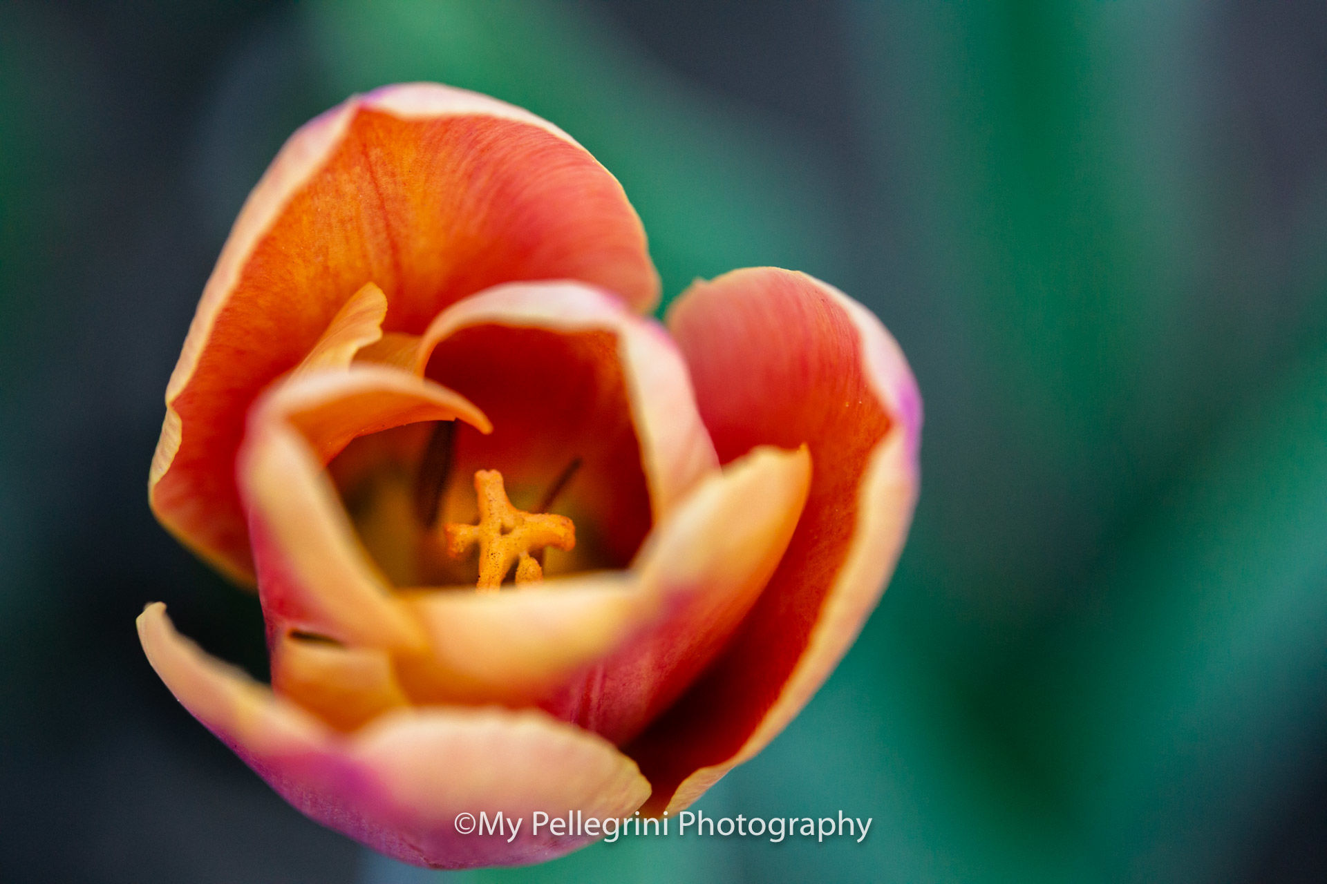 Foto Canadian Tulip Festival - Festival canadien des tulipes - Imagem 4