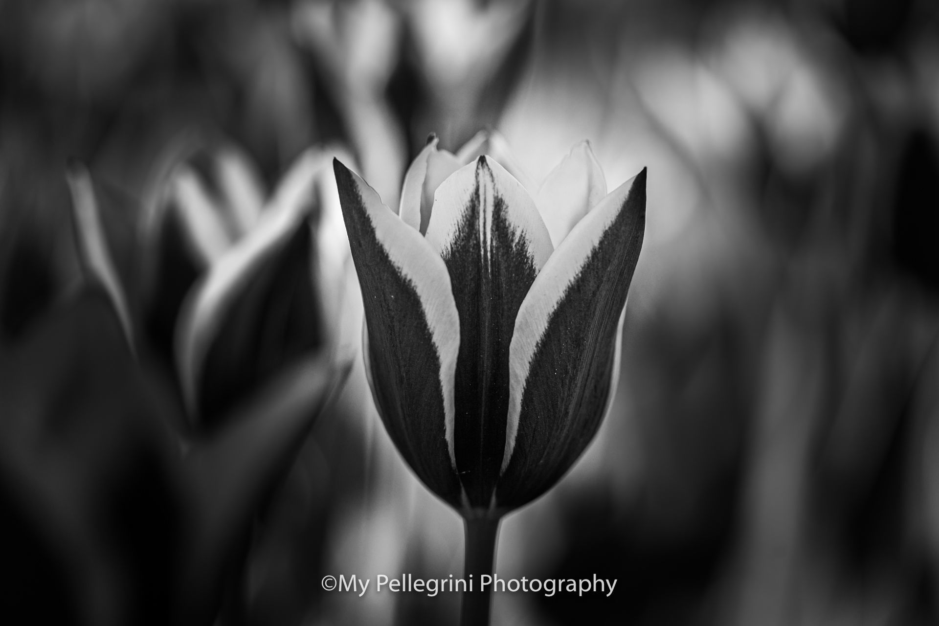 Foto Canadian Tulip Festival - Festival canadien des tulipes - Imagem 15