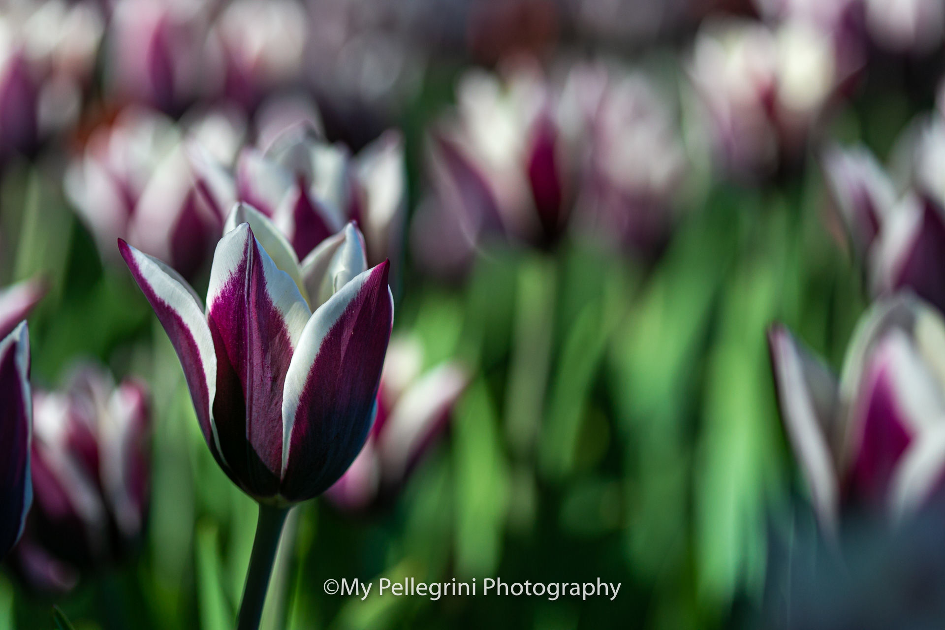 Foto Canadian Tulip Festival - Festival canadien des tulipes - Imagem 14