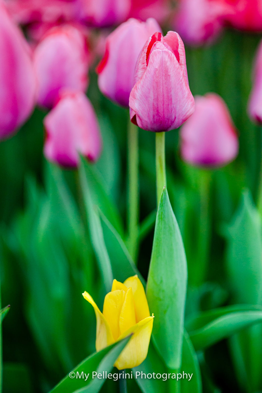 Foto Canadian Tulip Festival - Festival canadien des tulipes - Imagem 9