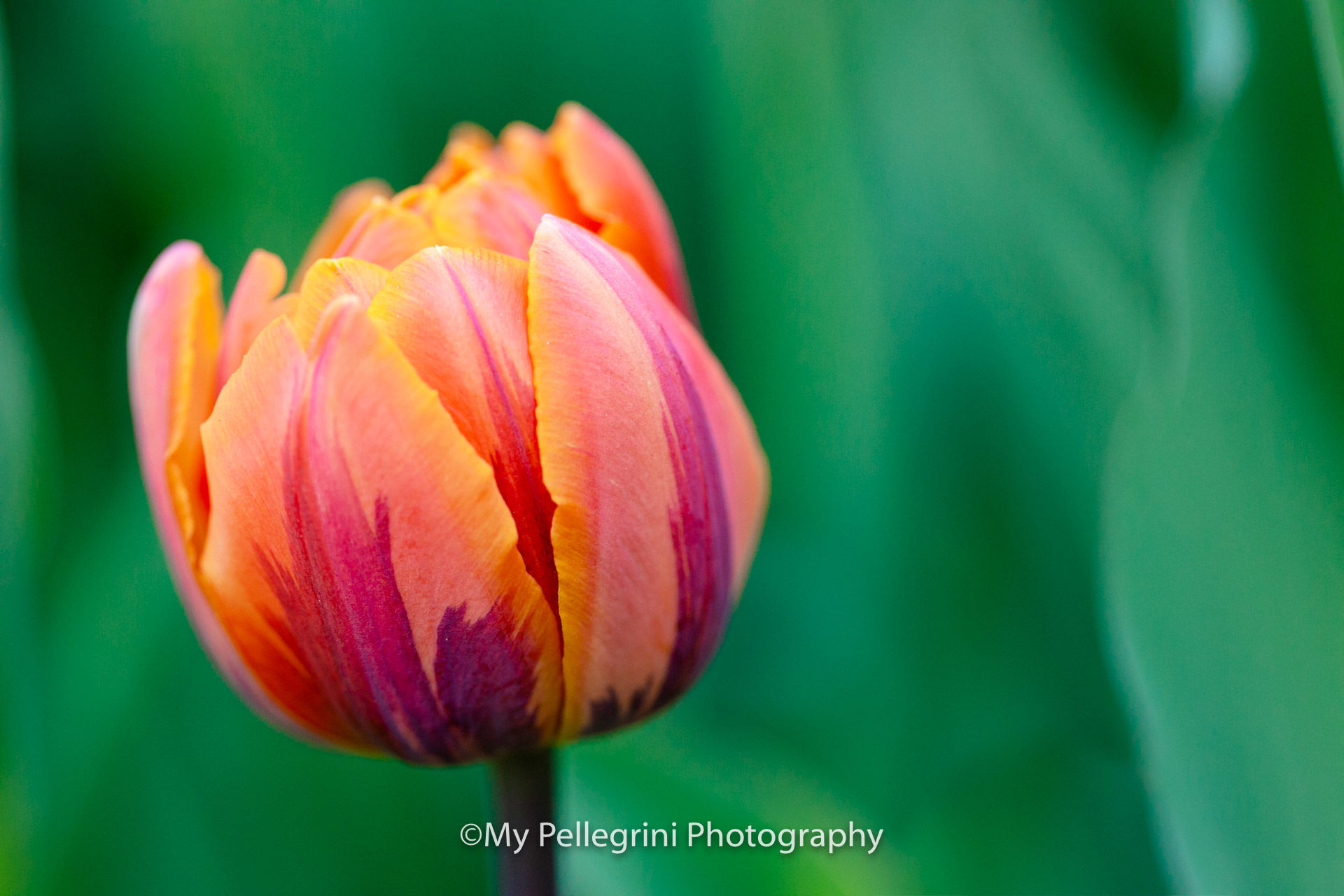 Foto Canadian Tulip Festival - Festival canadien des tulipes - Imagem 12