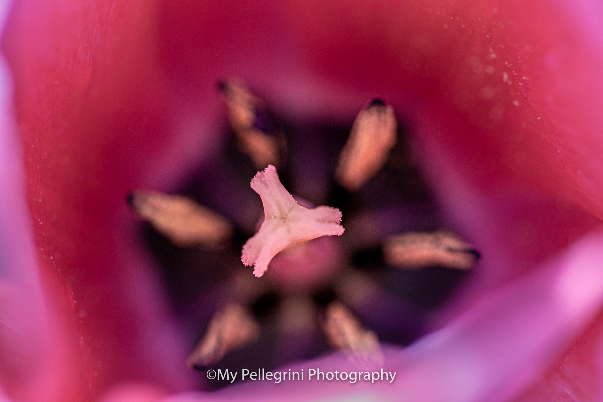 Foto Canadian Tulip Festival - Festival canadien des tulipes - Imagem 11