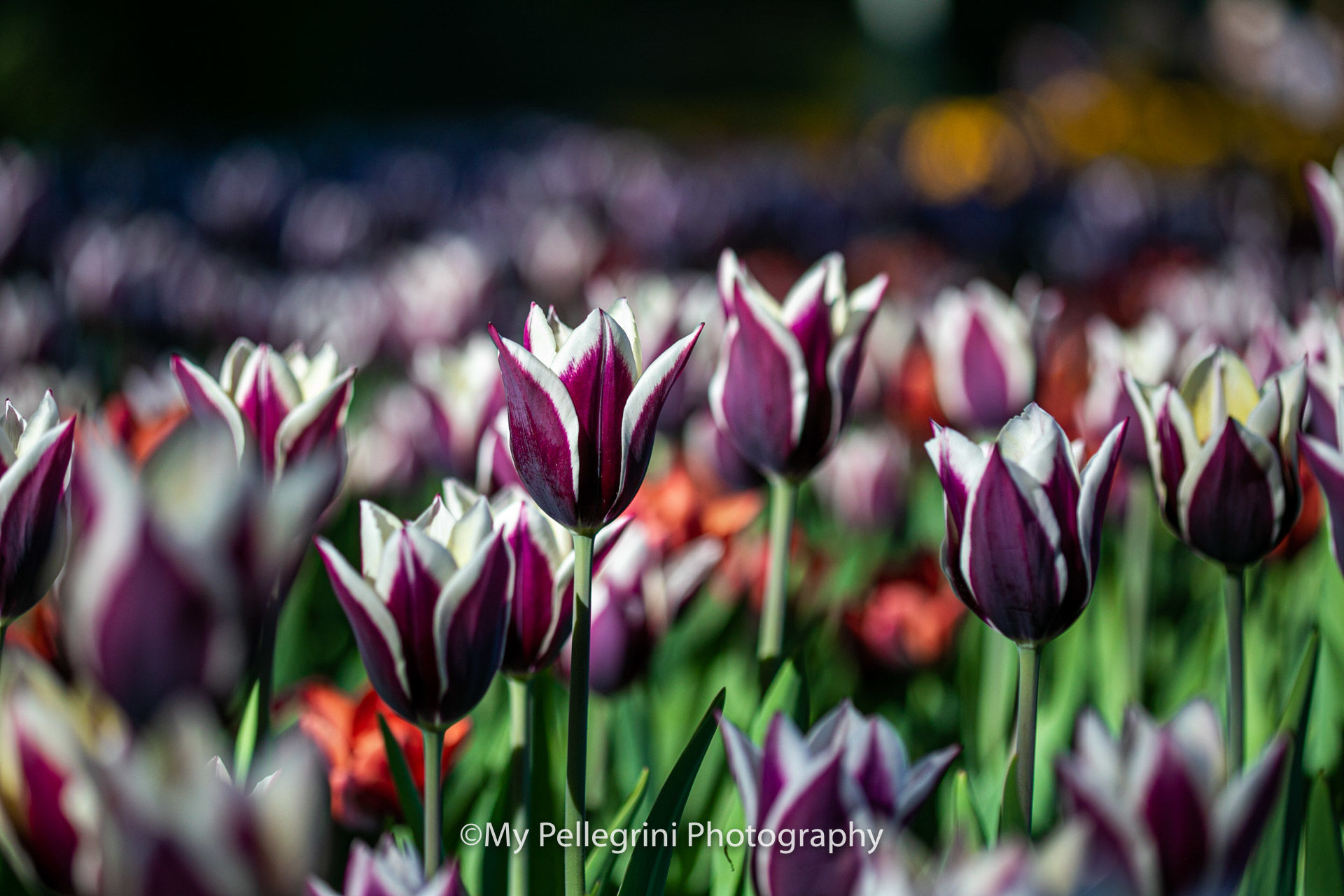 Foto Canadian Tulip Festival - Festival canadien des tulipes - Imagem 13