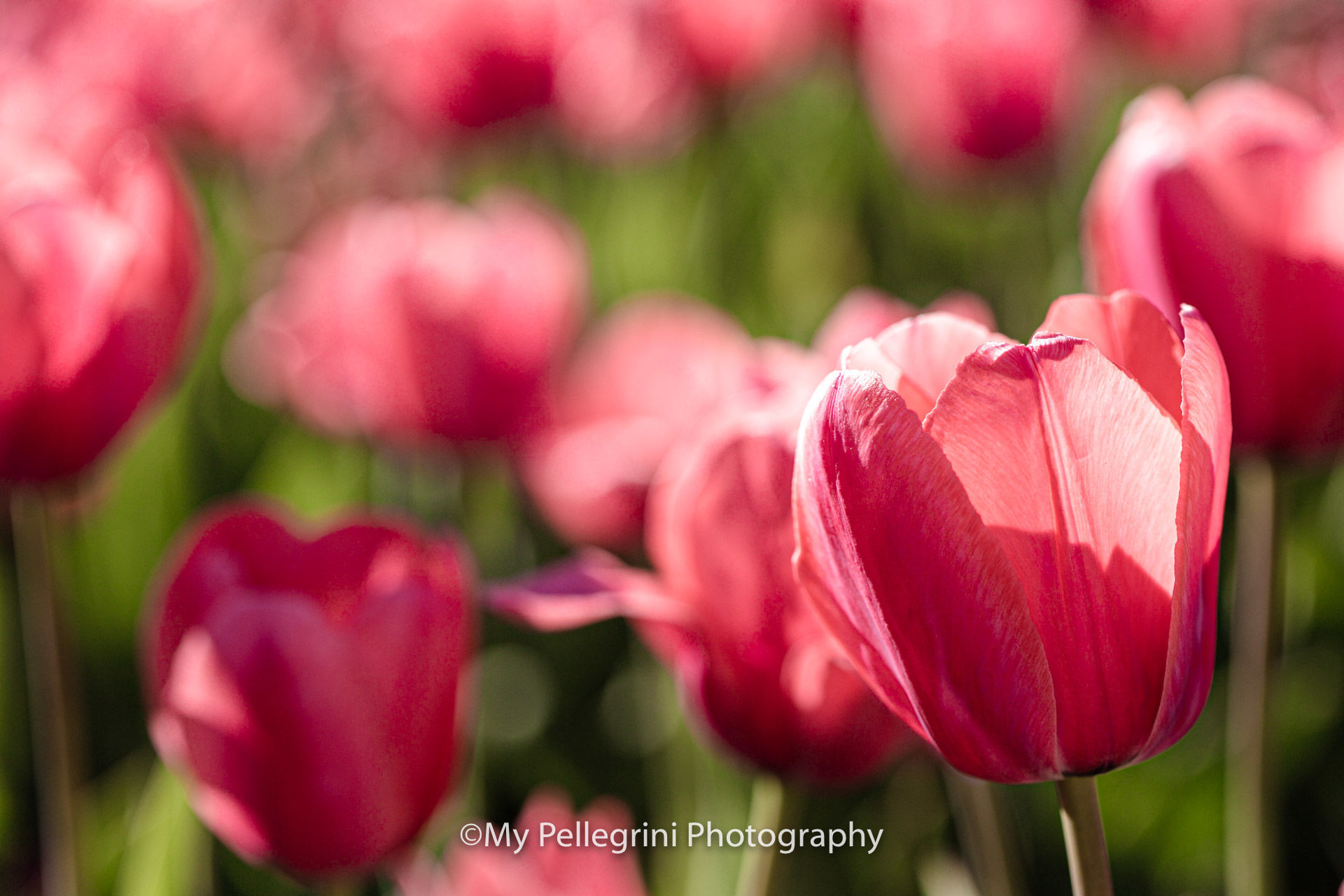 Foto Canadian Tulip Festival - Festival canadien des tulipes - Imagem 8