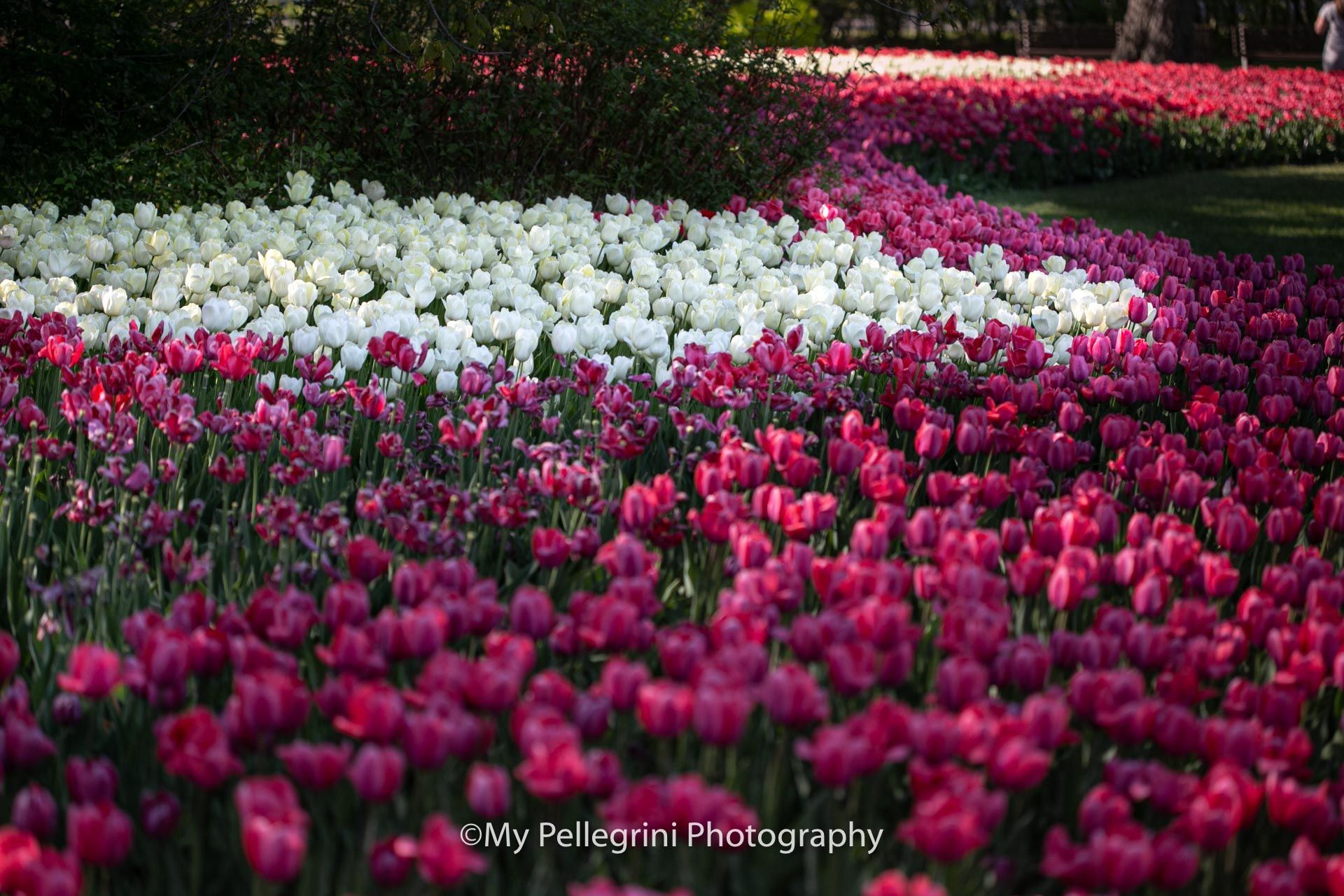 Foto Canadian Tulip Festival - Festival canadien des tulipes - Imagem 10