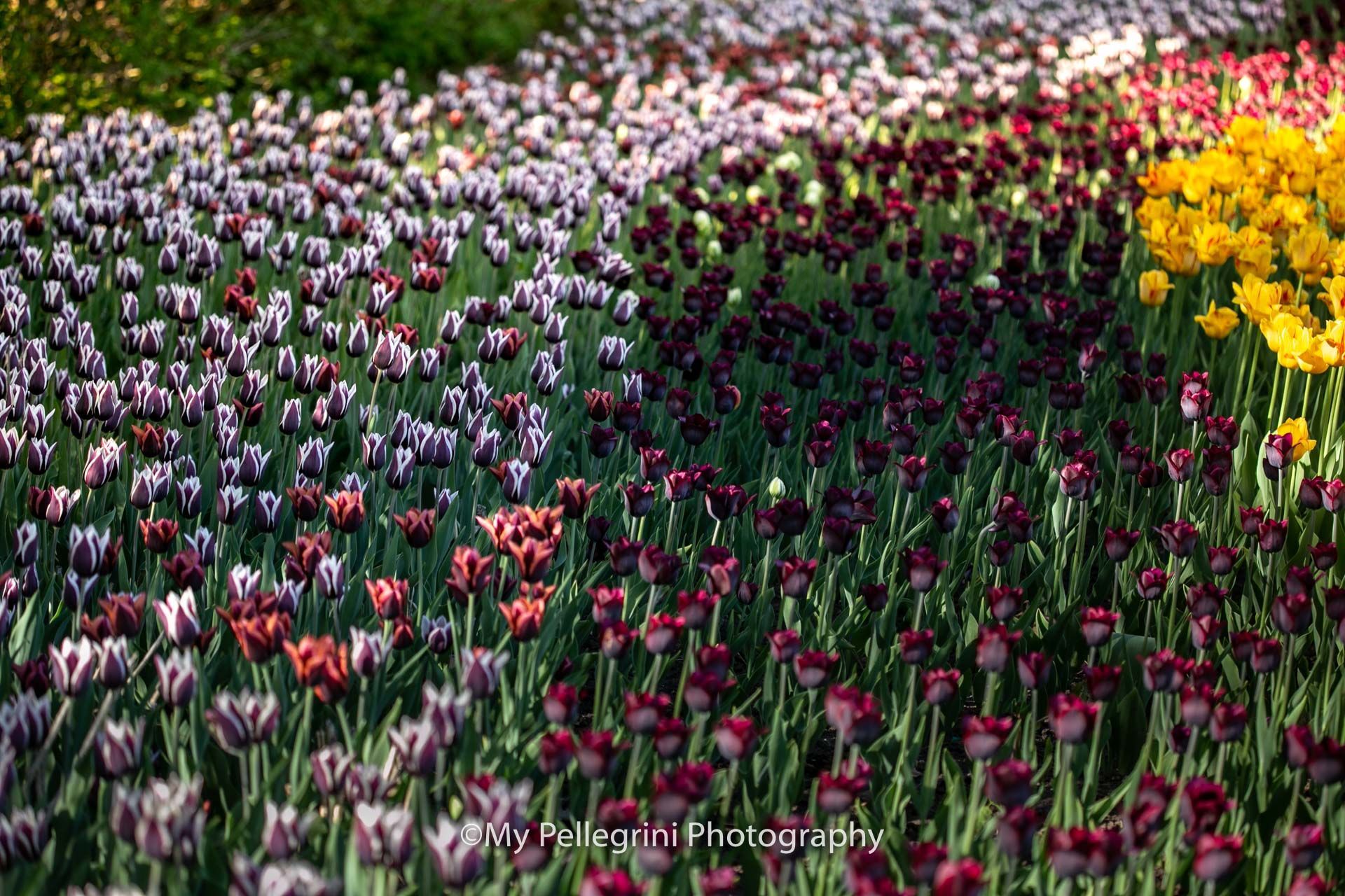Foto Canadian Tulip Festival - Festival canadien des tulipes - Imagem 17