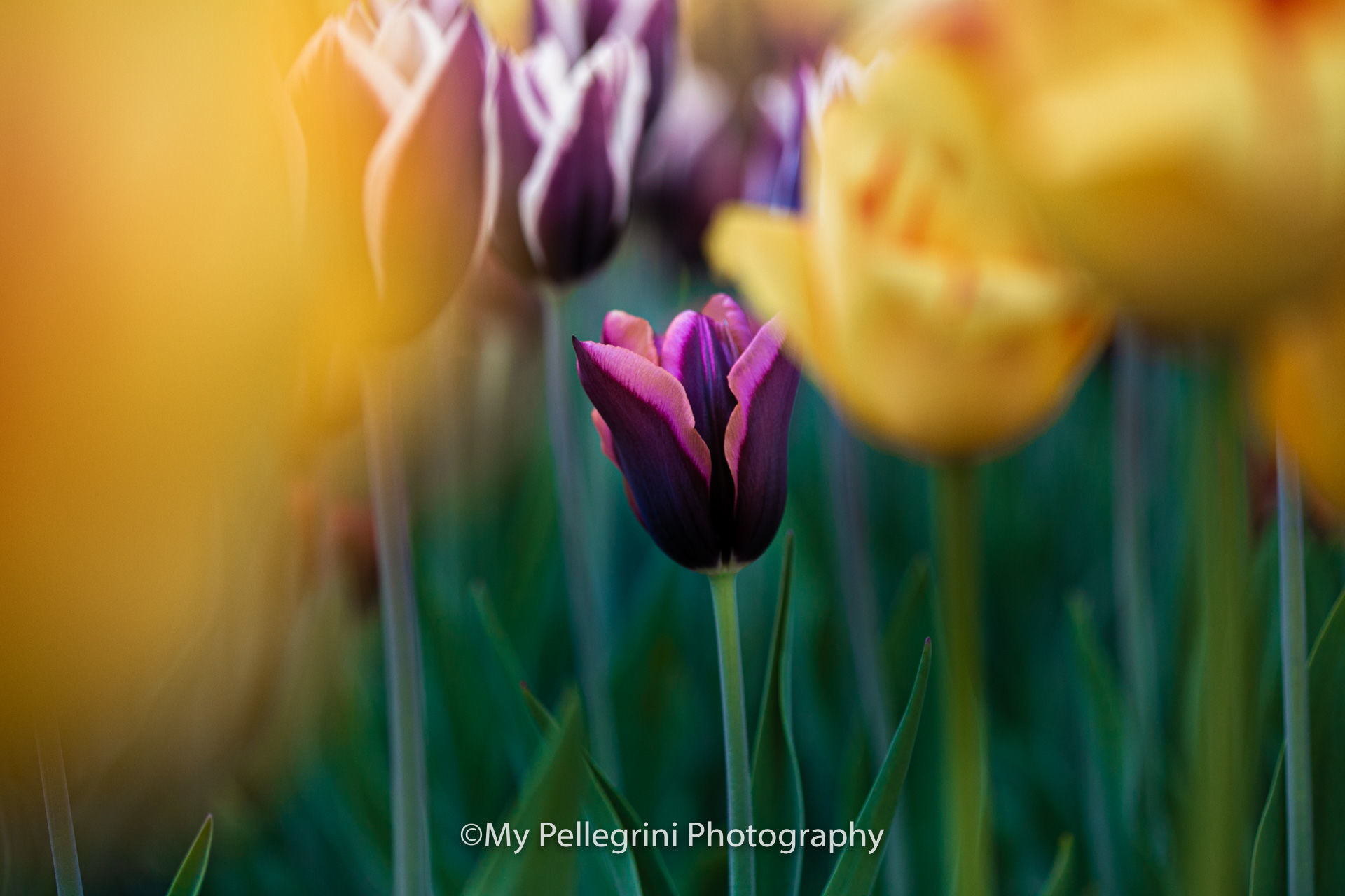 Foto Canadian Tulip Festival - Festival canadien des tulipes - Imagem 21
