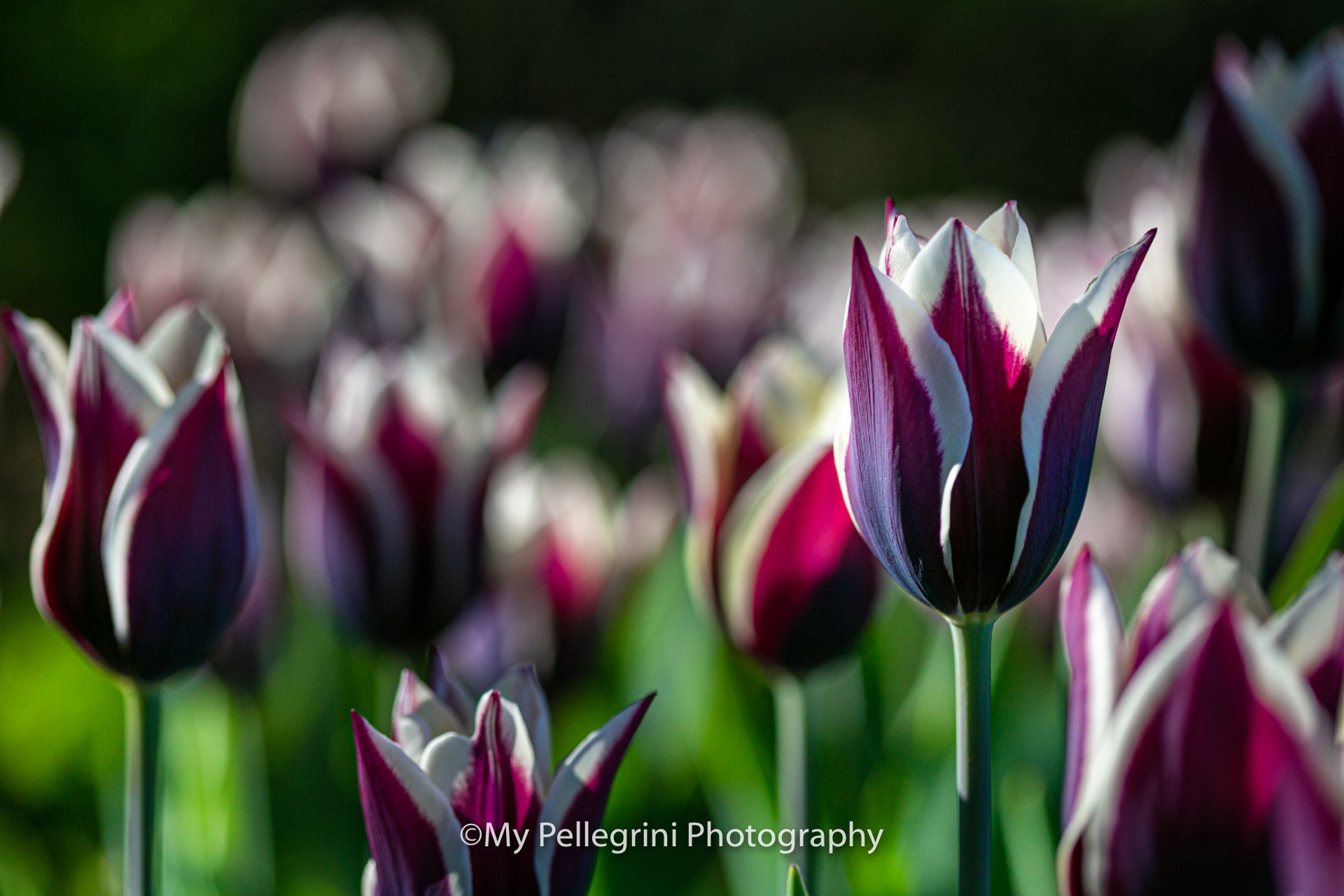 Foto Canadian Tulip Festival - Festival canadien des tulipes - Imagem 18