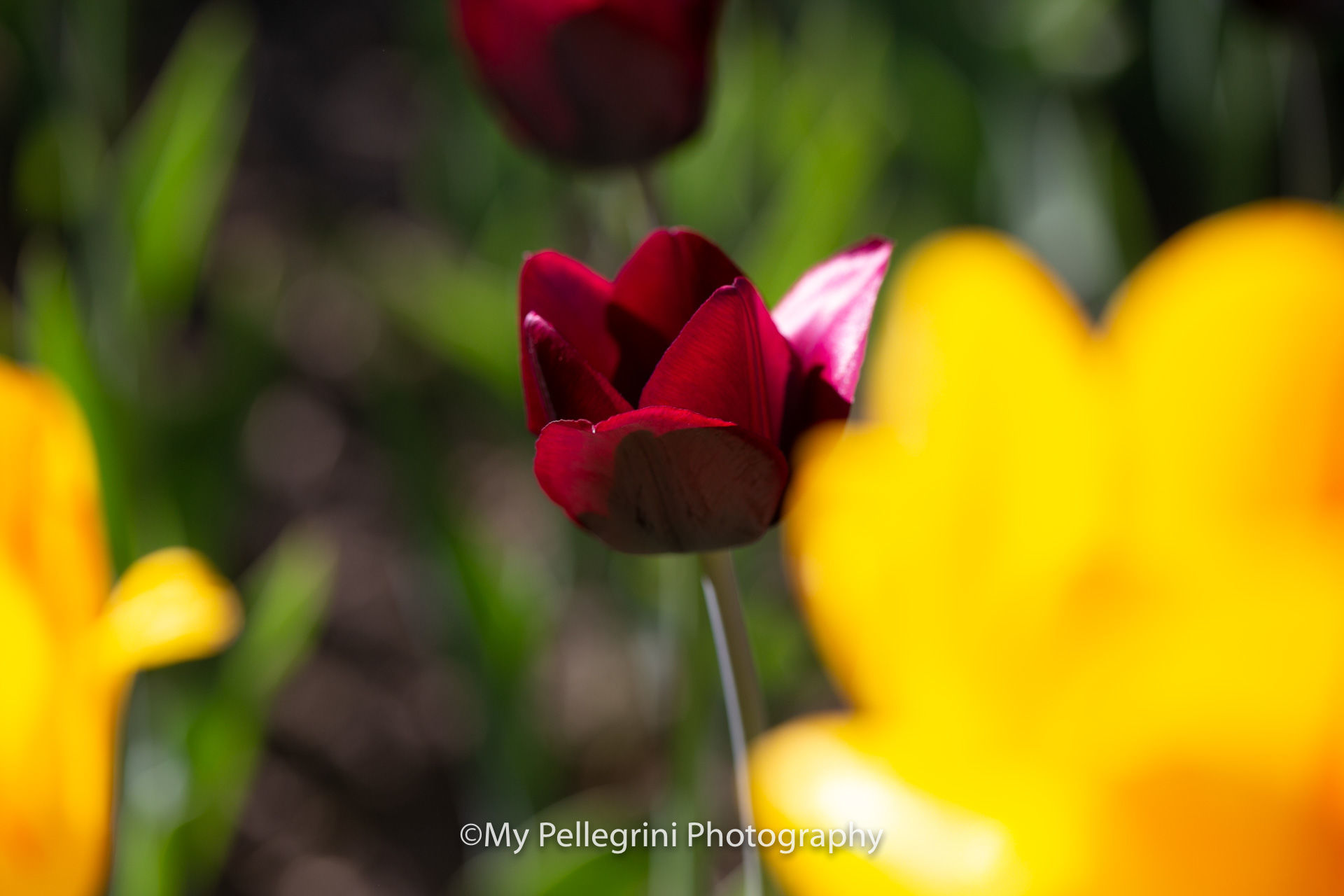 Foto Canadian Tulip Festival - Festival canadien des tulipes - Imagem 19