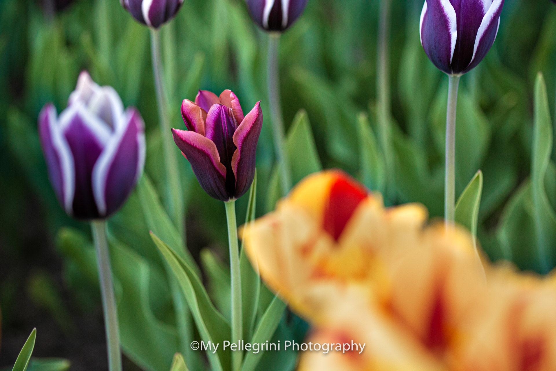 Foto Canadian Tulip Festival - Festival canadien des tulipes - Imagem 20