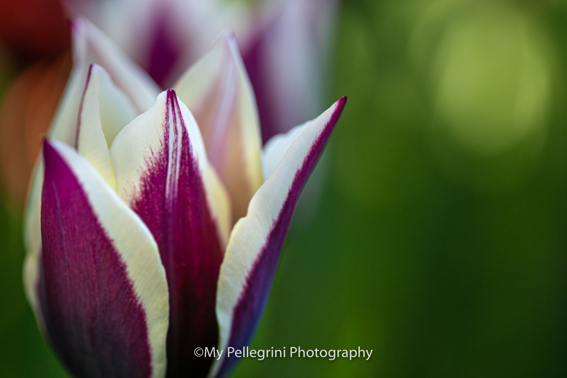 Foto Canadian Tulip Festival - Festival canadien des tulipes - Imagem 16