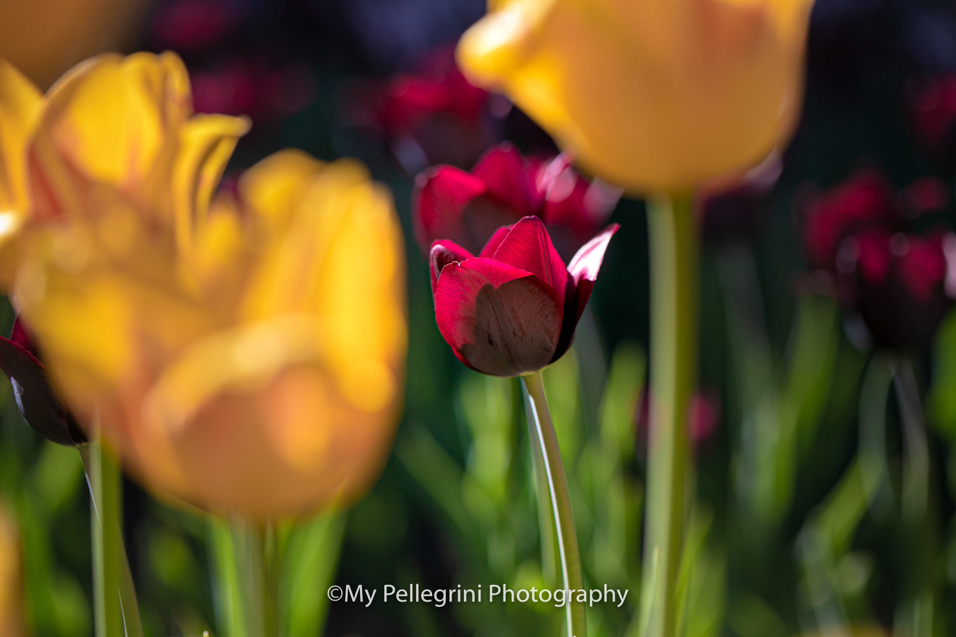Foto Canadian Tulip Festival - Festival canadien des tulipes - Imagem 22