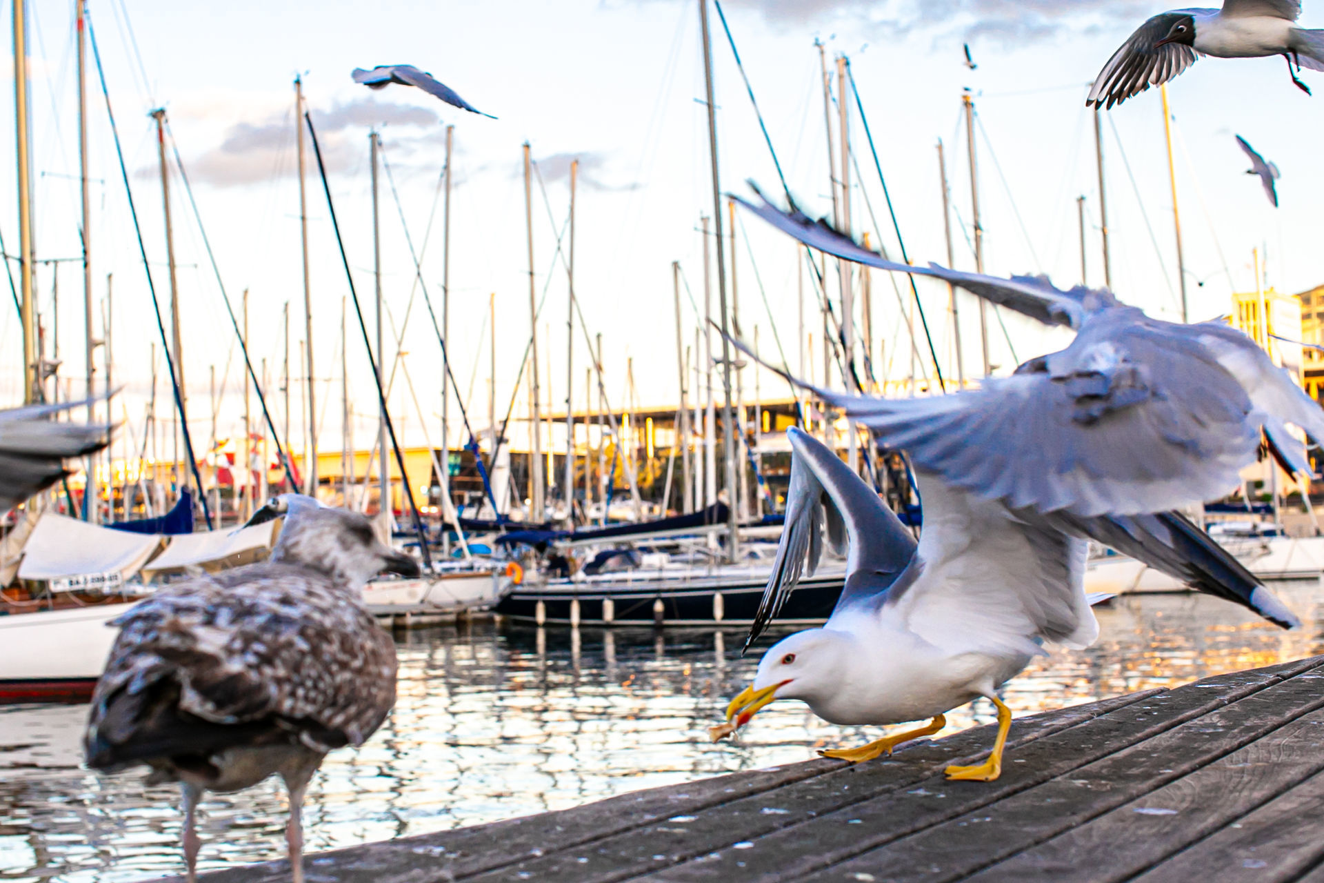 Foto Barcelona - Spain    - Imagem 12