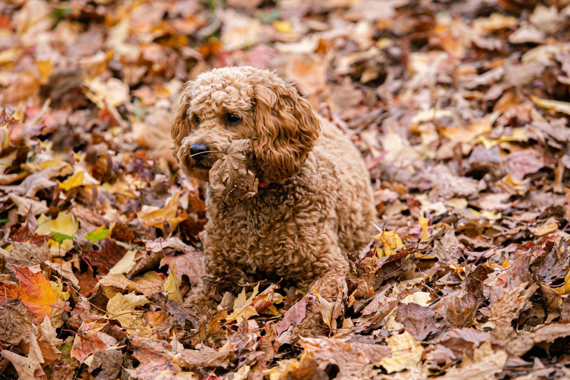 Foto Brigette + Kevin - Dominion Arboretum - Ottawa - Canada  - Imagem 13