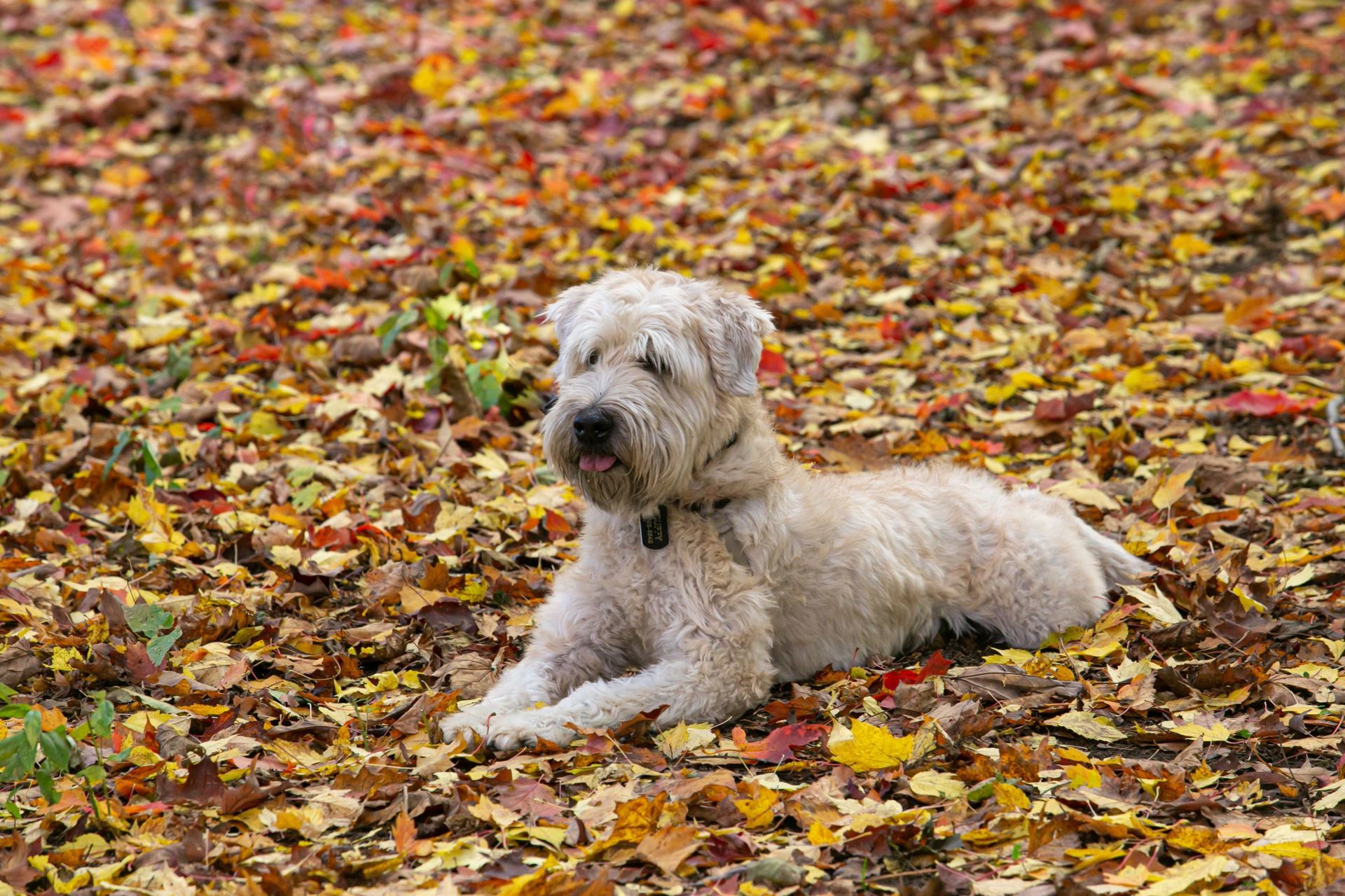 Foto Zachary + Sarah - Ottawa / Canada  - Imagem 4