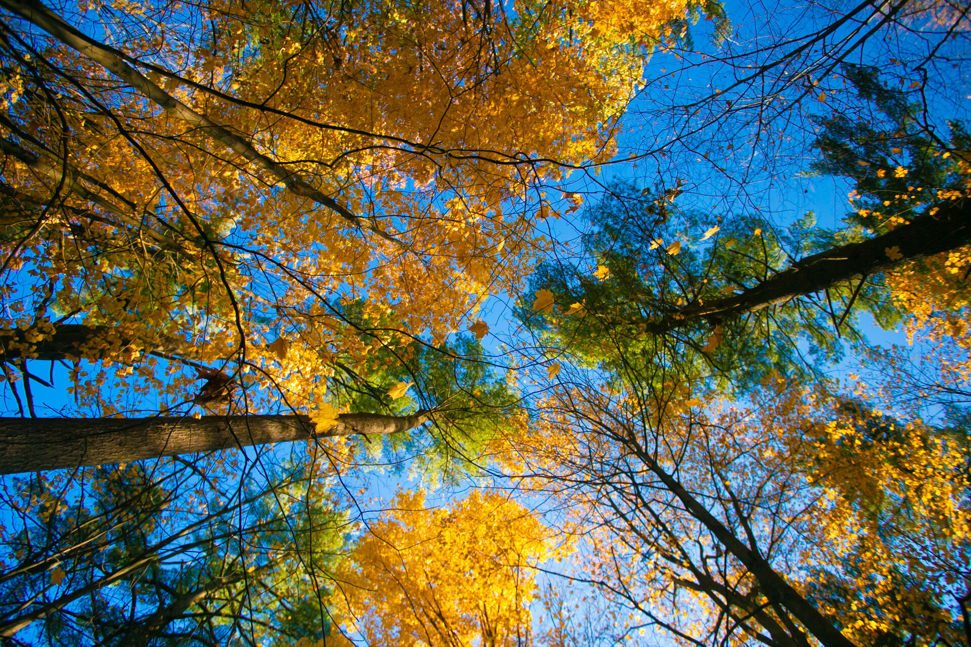 Foto Fall Session - Fernanda & Wander  - Imagem 19