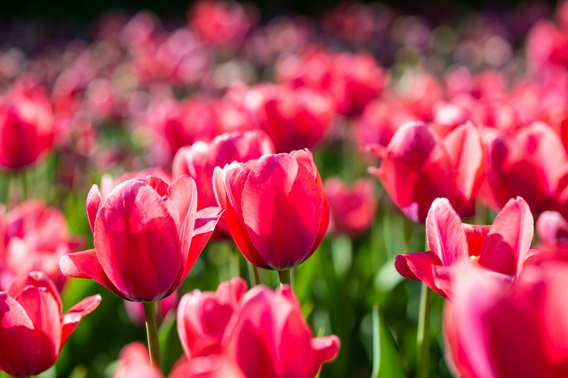 Canadian Tulip Festival Ottawa Canada Li Pellegrini Photography