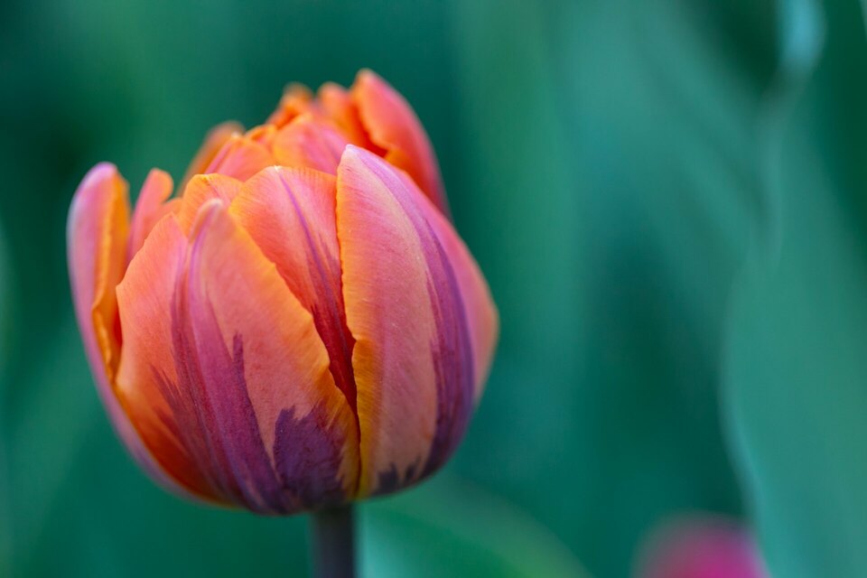 Canadian Tulip Festival - Ottawa Canada 
