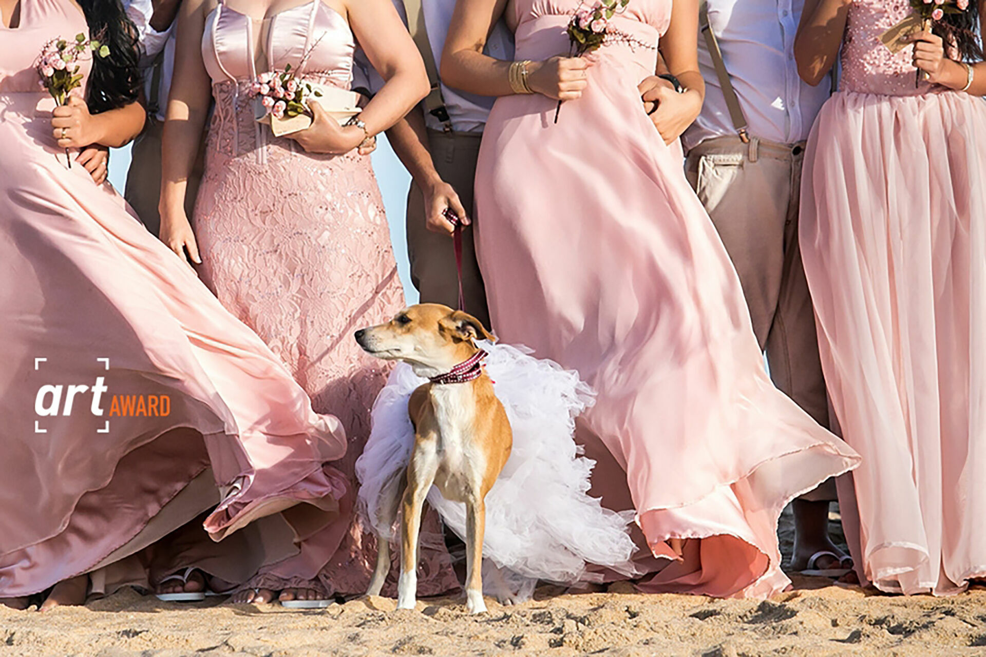 Foto Awarded & Mentioned Photos - Imagem 17