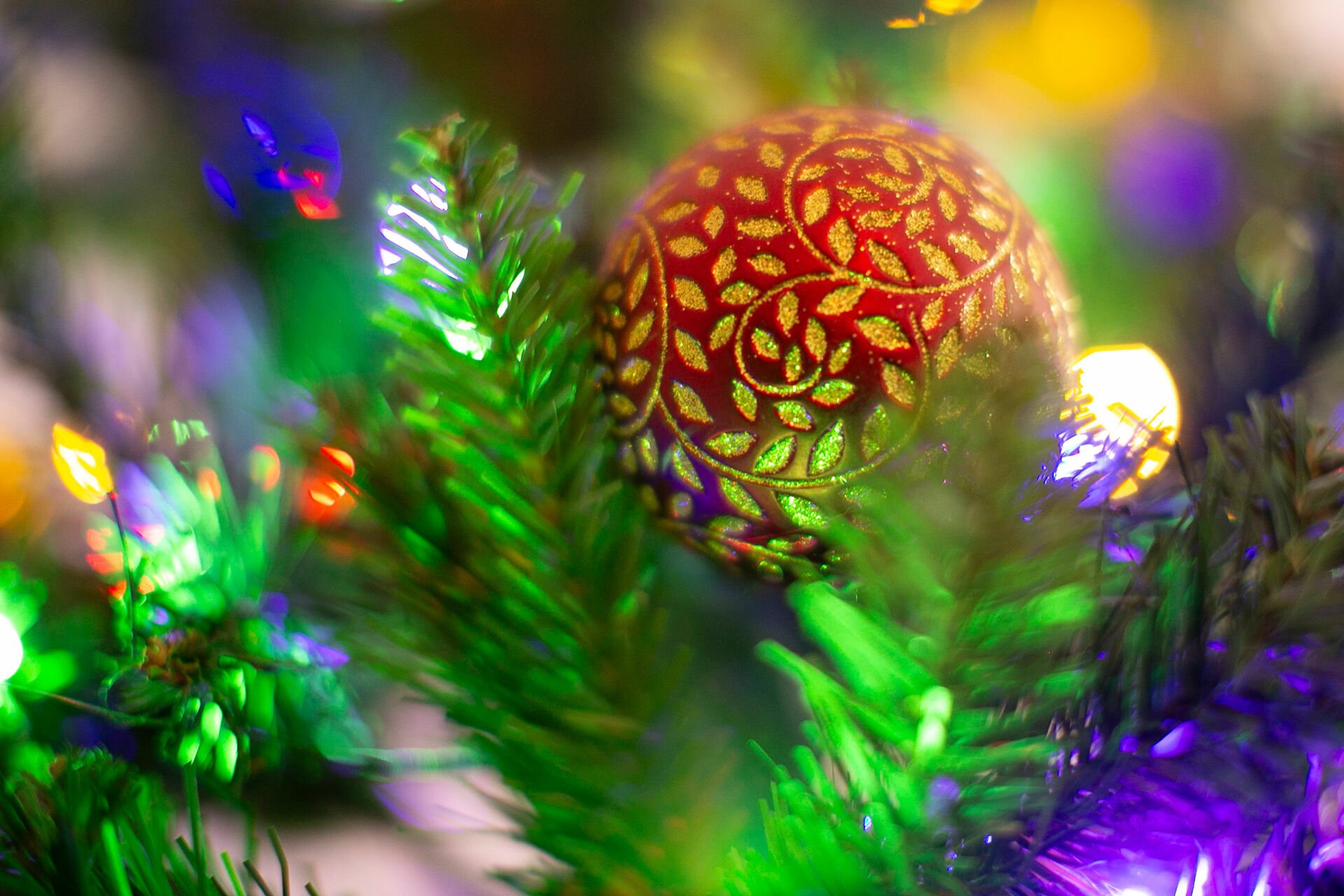 Foto Christmas Mini Sessions Foto Christmas Mini Sessions - Imagem 26